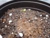 seedling5.jpg