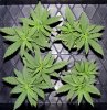 110105 MB 4 way SCROG B.jpg