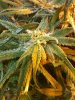 new grow pics 012.jpg