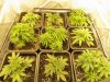 Grow Room (1 WEEK TO FLOWER) 4.JPG