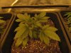 Blue Cheese (DAY 21) 4.JPG