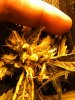 new grow pics 002.jpg