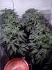 bendbrewer-329056-albums-virgin-grow-picture1591503-flower-1-week.jpg