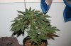 week 2 flowering 001.jpg