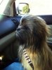 chewbacca-dog.jpg