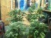 grow 2011 022.jpg