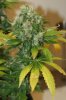 perpetual grow 031.jpg