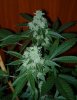 Sour Diesel IBL (Riri cut) by RadVanCan.jpg