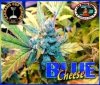 Blue_Cheese_Photo_8_medium.jpg