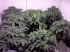 bendbrewer-329056-albums-virgin-grow-picture1604812-flowering-spread.jpg