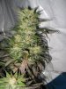 Holy Smoke Seeds Strawberry Diesel (6).jpg