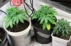 Up North Grow April 22 076.jpg