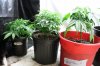 Up North Grow April 22 073.jpg