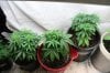 Up North Grow April 22 077.jpg