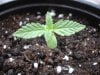 seedling1.jpg