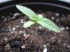 seedling4.jpg