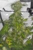 05-26-11 sk clone.JPG