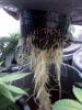 bendbrewer-329056-albums-virgin-grow-picture1570377-roots-healed.jpg