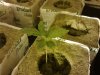 seedling 004.jpg