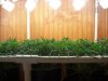 Scrog Grow 001.jpg