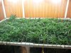 Scrog Grow 002.jpg