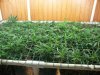 Scrog Grow 003.jpg