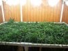 Scrog Grow 004.jpg