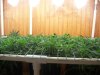 Scrog Grow 005.jpg