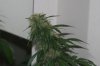 perpetual grow 040.jpg