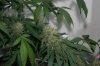 perpetual grow 055.jpg