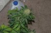 perpetual grow 044.jpg