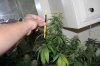 perpetual grow 057.jpg