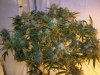 THC farmer - lab'tory 008.jpg