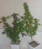 06-5-11 sk clones CHOP.jpg