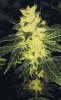 Resin_Seeds_-_Sour_P.jpg