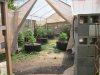 6-7-11 greenhouse update 002.jpg