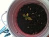 Seedling Day 9.jpg