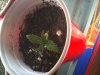 Seedling Day 9 4.jpg