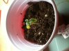 Seedling Day 9 2.jpg