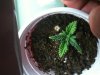 Seedling Day 11a.jpg