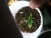 Seedling Day 11.jpg