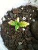 Seedling Day 12 Cup 3.JPG