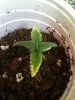 Seedling Day 12 Cup 4.JPG