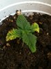 Seedling Day 12 Cup 2.JPG