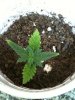 Seedling Day 12 Cup 1.JPG