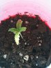 Seedling Day 14 Cup 2.JPG