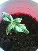 Seedling Day 14 Cup 3.JPG