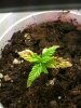 Seedling Day 17 Cup 3.JPG