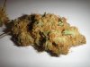 Nug.jpg