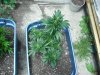 Outdoor week 3 flowering 003.jpg